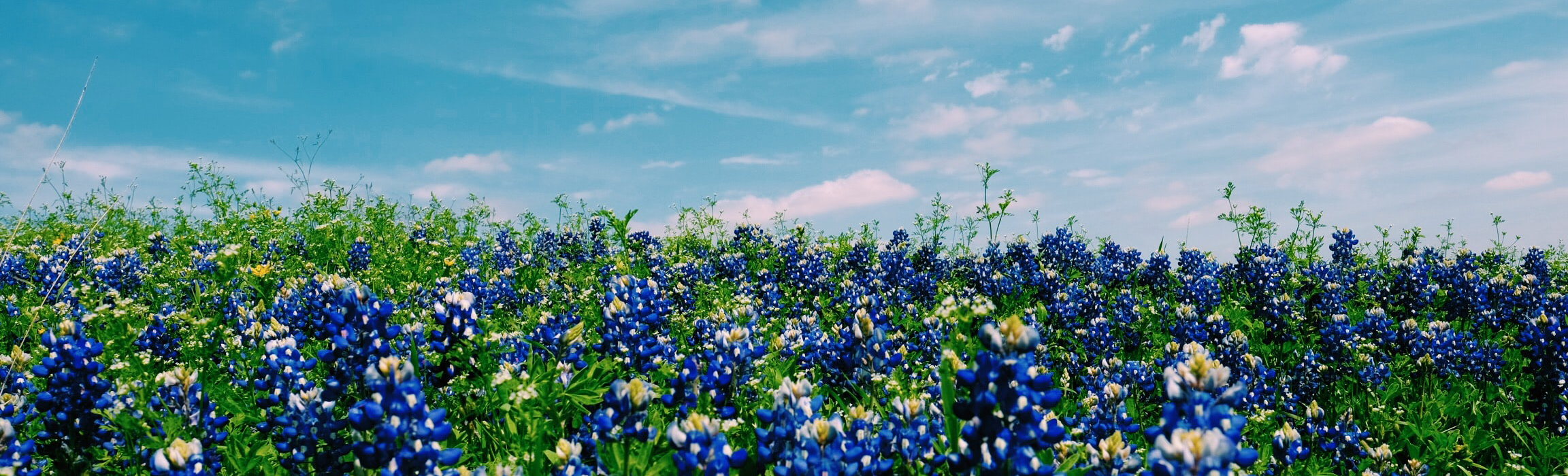 Image of a field of bluebonnets with a blue sky and wispy clouds.
